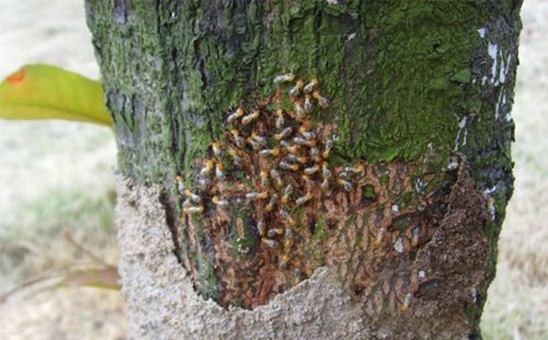 園林白蟻防治